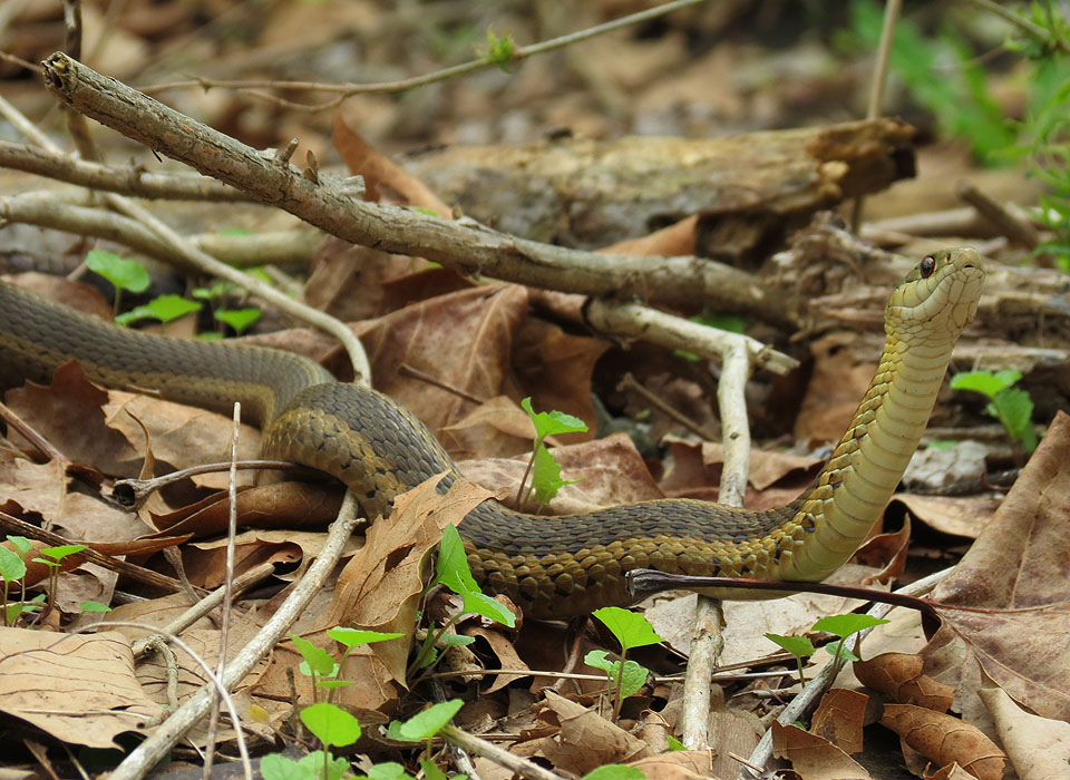 Eastern Garter Snake